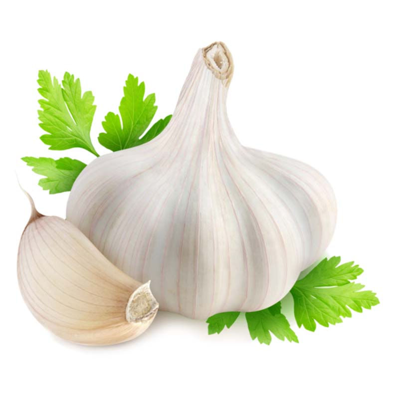 Fresh Garlic