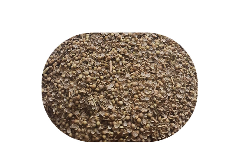 Coriander Seeds